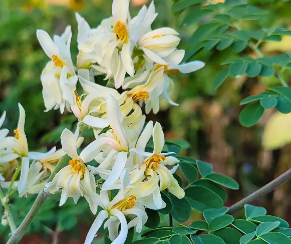 White and yellow moringa tree flowers.