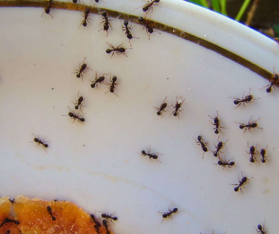 Black ants crawling into a bowl towards old food.