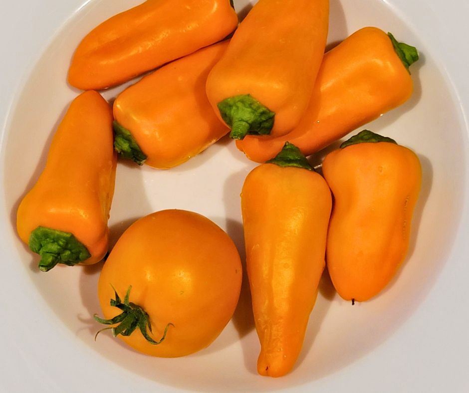 A bowl of orange bell peppers and one tomato from the garden.