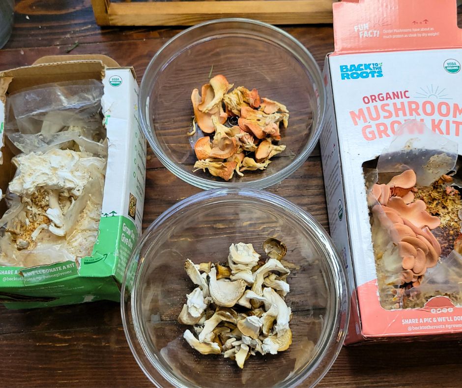Pink and white oyster mushroom indoor grow kits and bowls of the dried mushrooms.