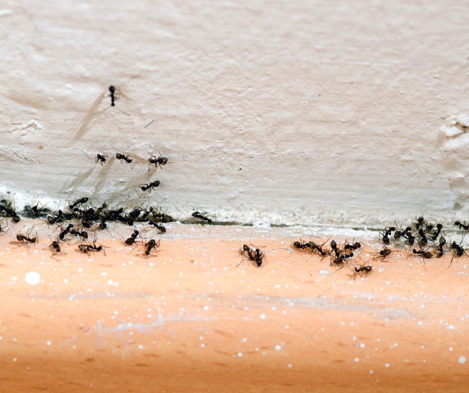 Ants working the cracks on the outside of a home.