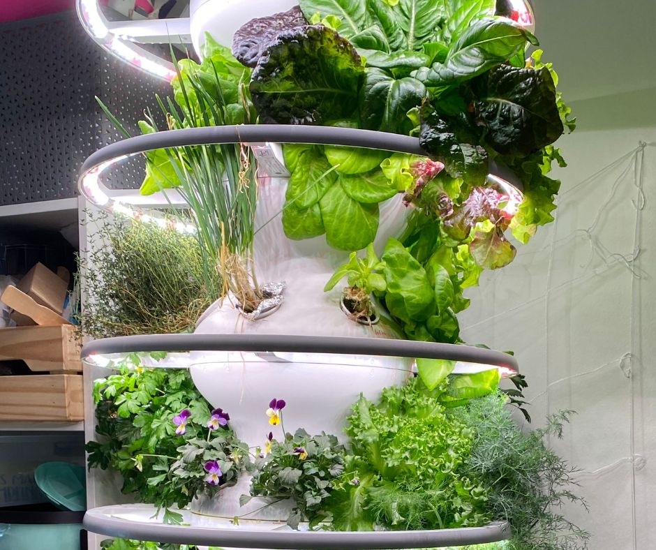 A small vegetable garden set up in an indoor aeroponic garden.