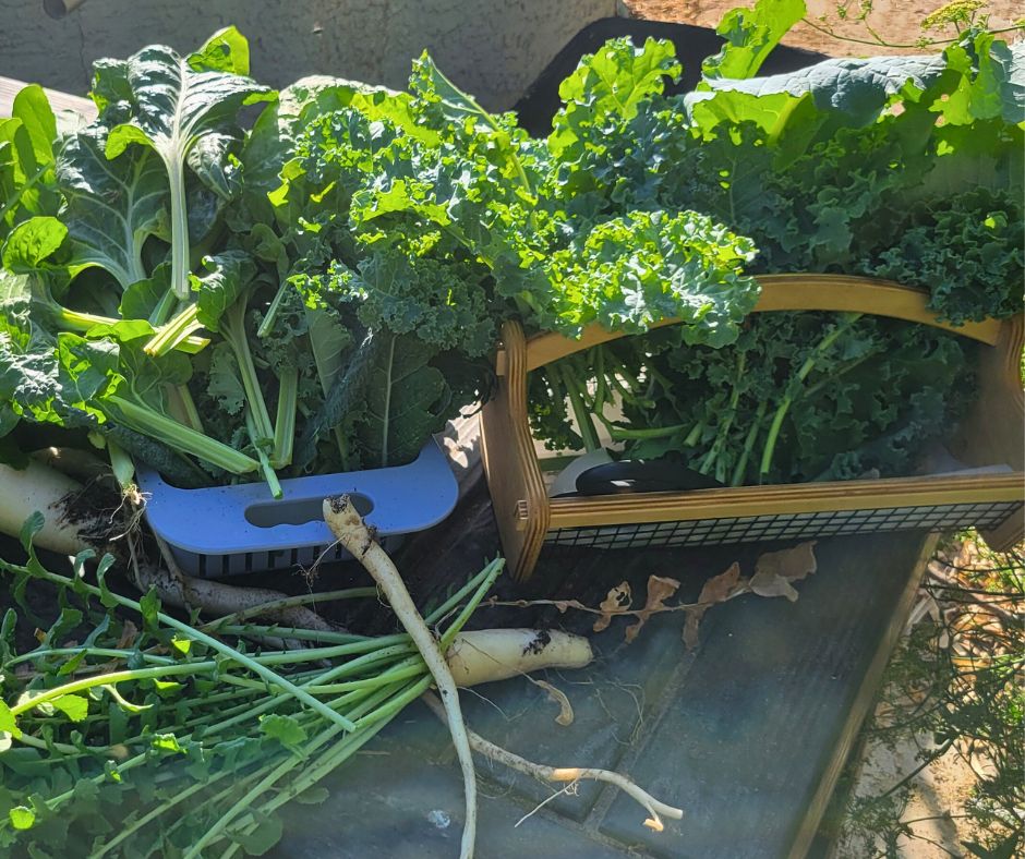 A garden harvest of kale, chard and daikon radish.