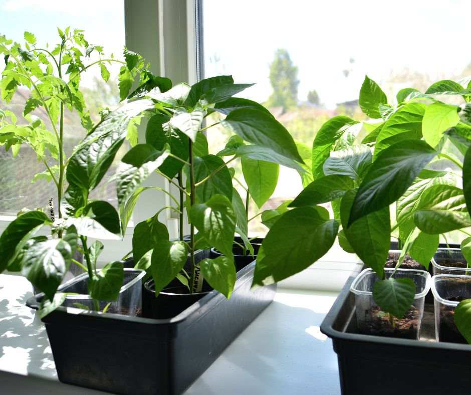 A variety of small vegetable plants growing in small container on a windowsill.