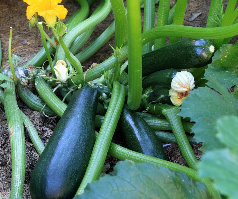 A garden zucchini plant with a lot of fruit.