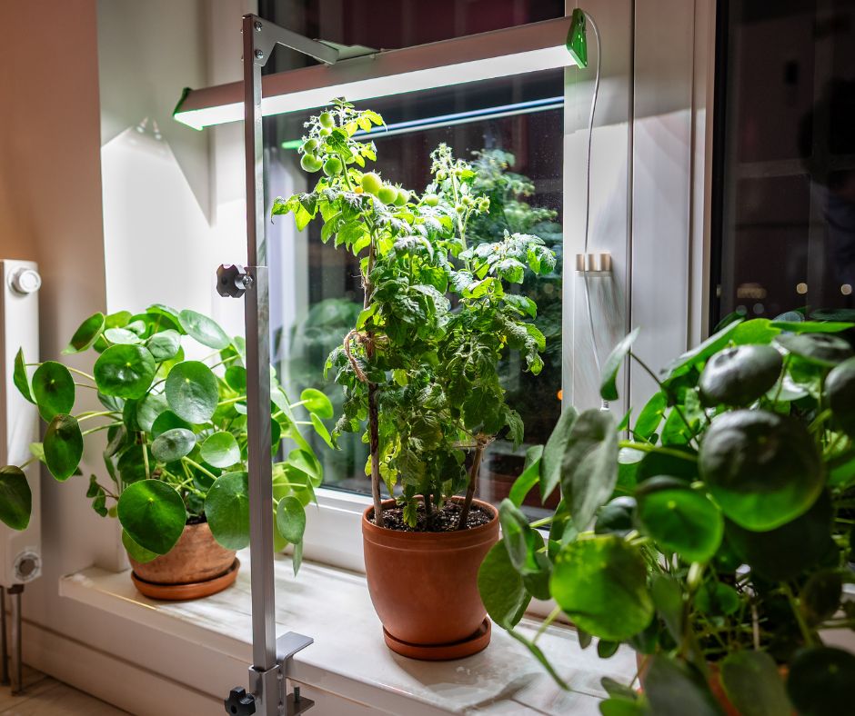 A tomato plant growing in front of a window with supplemental light.