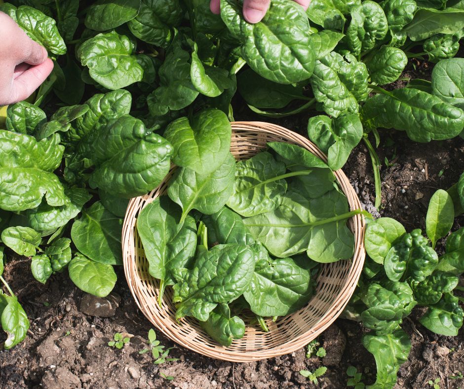 A gardener picking spinach in a backyard garden.