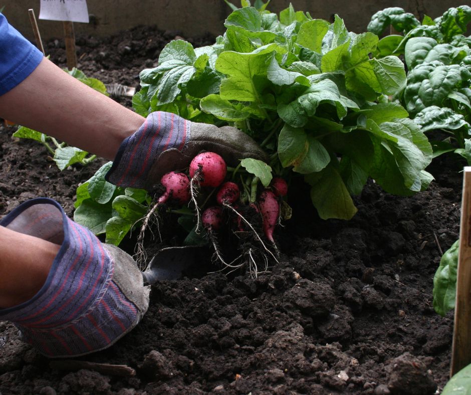 A person with garden gloves on harvesting red radishes in a garden.
