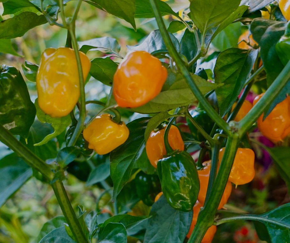 Habanero plant growing in the garden with many ripe fruit.