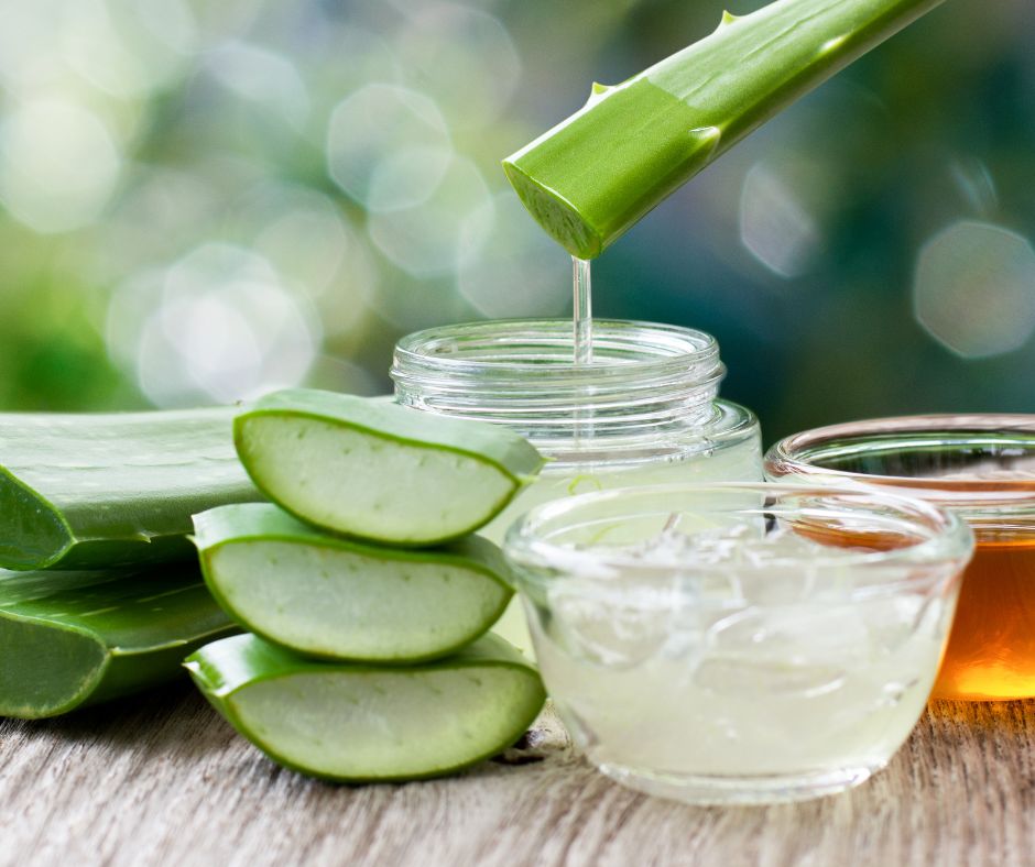 Multiple stems of green fresh cut aloe stems and bowls of gel on a table.