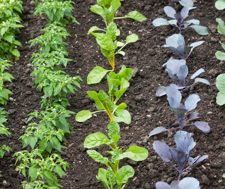 Rows of cool weather vegetable plants in a backyard garden.