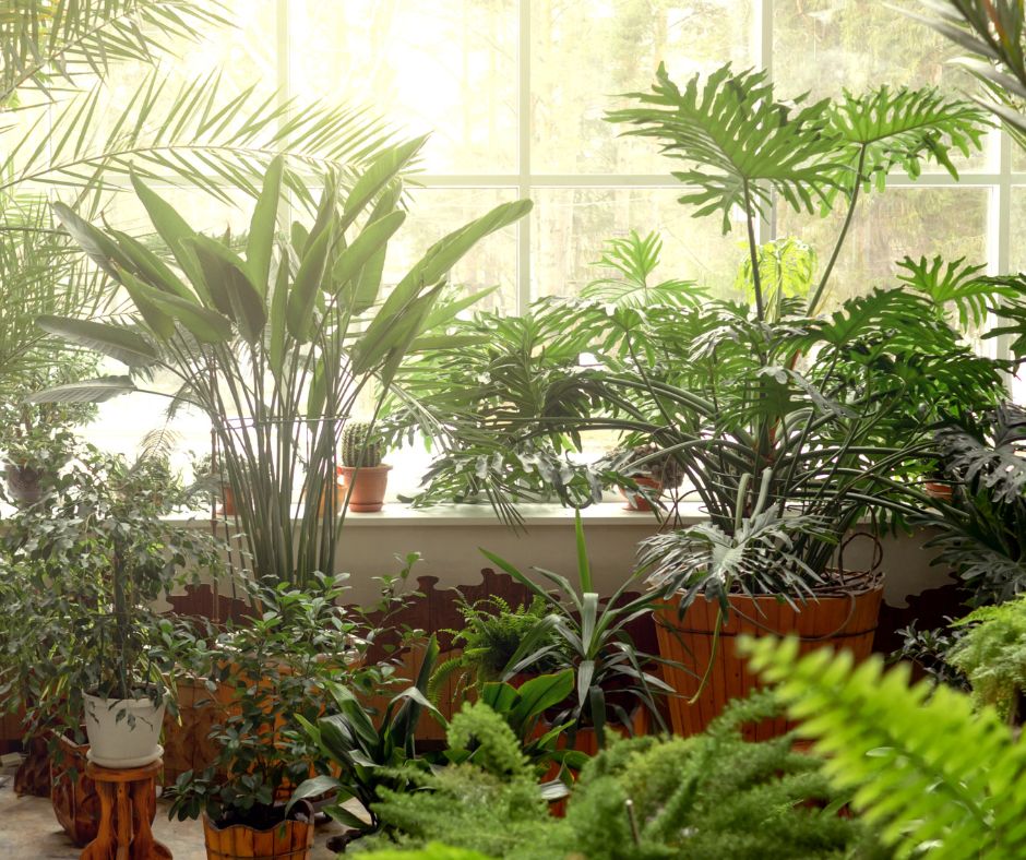 An indoor garden of tropical house plants.
