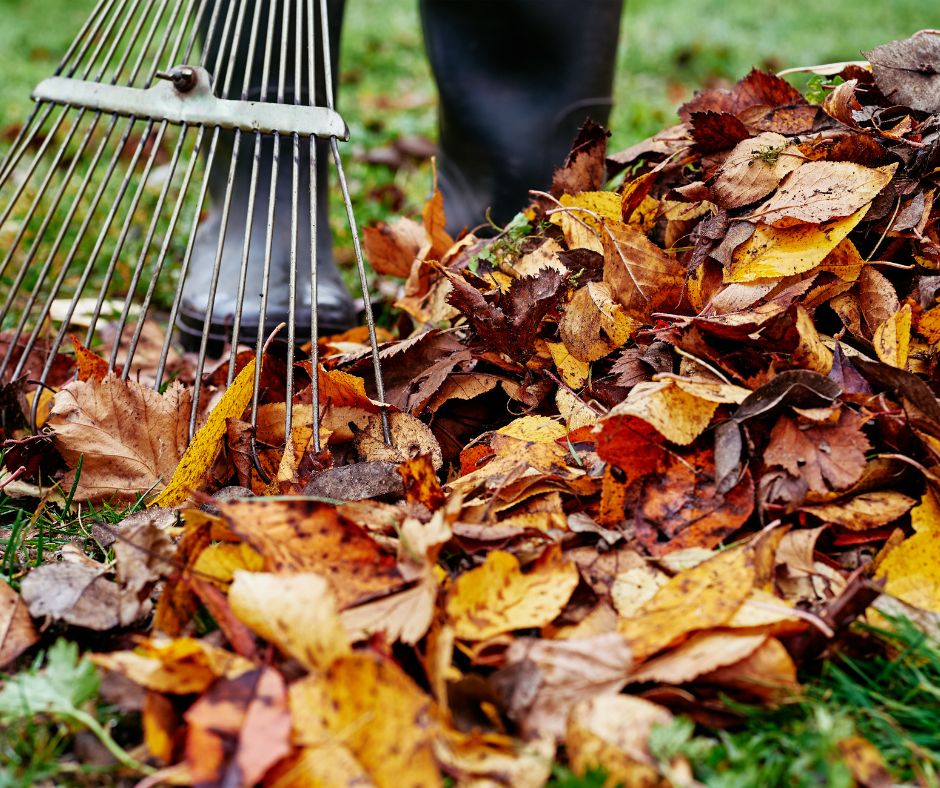 A person raking orange leaves on a lawn.