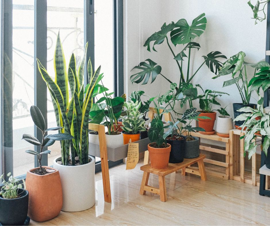 A variety of large house plants growing in front of an apartment window.