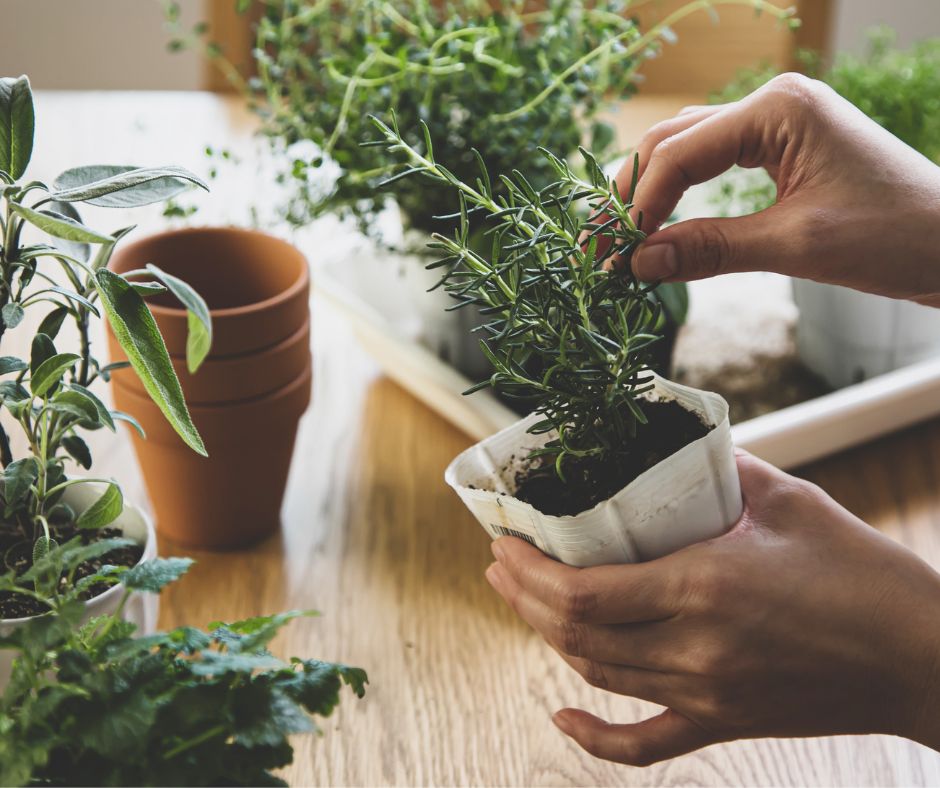 A person planting herb plants in pots.