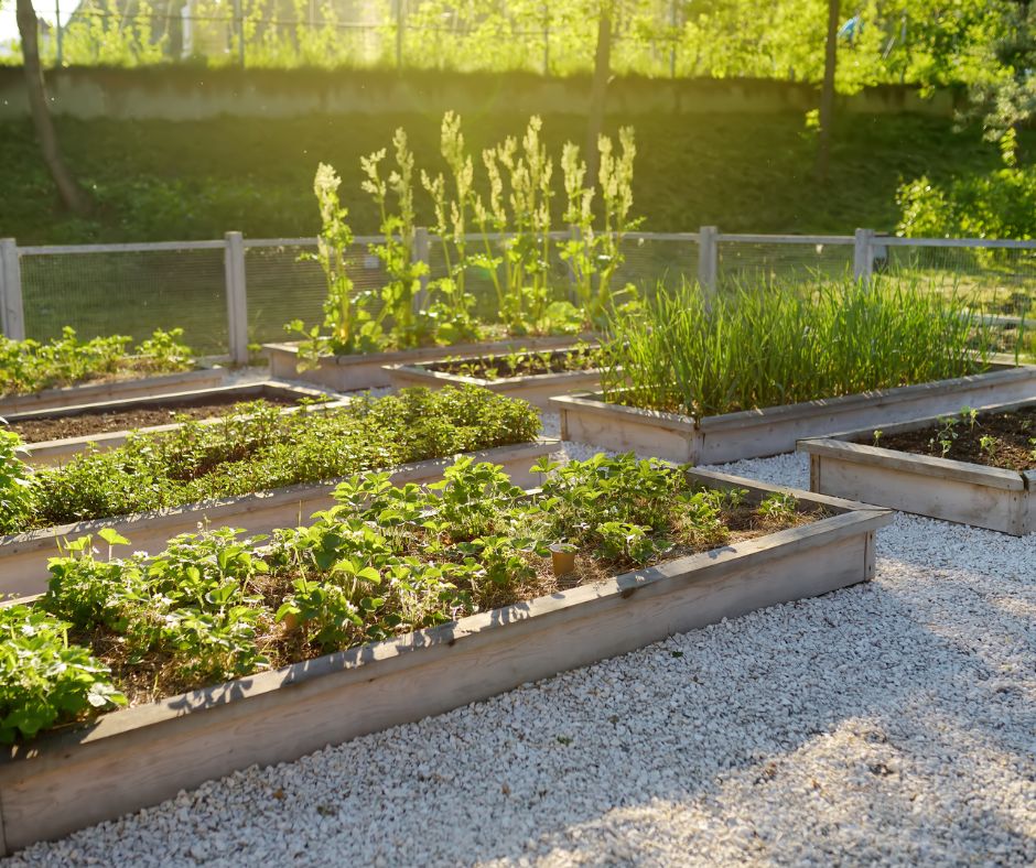 A garden with many raised beds in the autumn light.