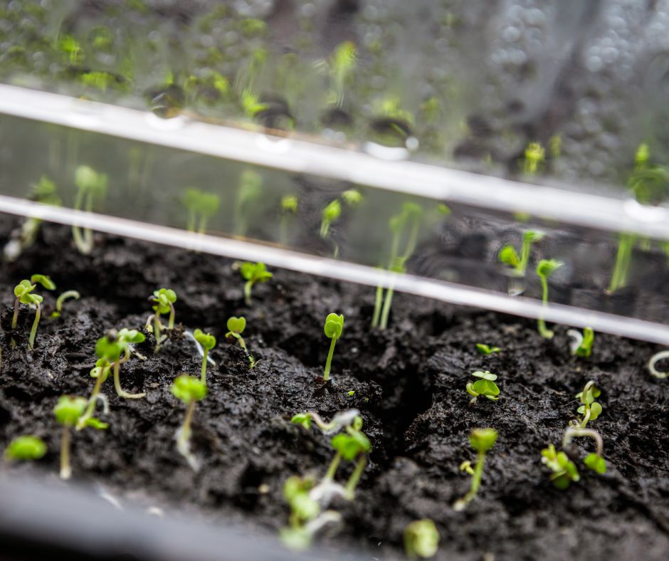 A tray of very young green seedlings emerging fom dark potting soil.