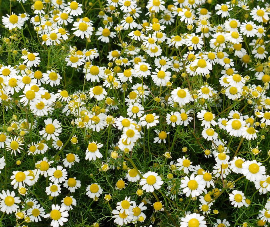A mass of white blooming chamomile used a a ground cover.