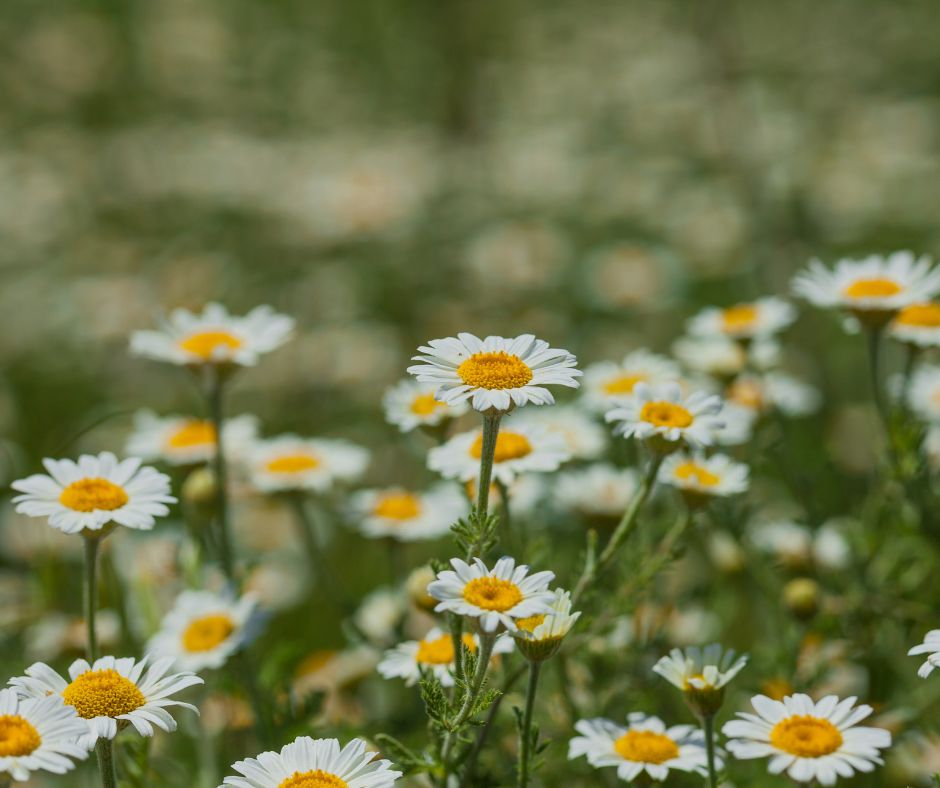 White and yellow chamomile flowers used as an lawn alternative.
