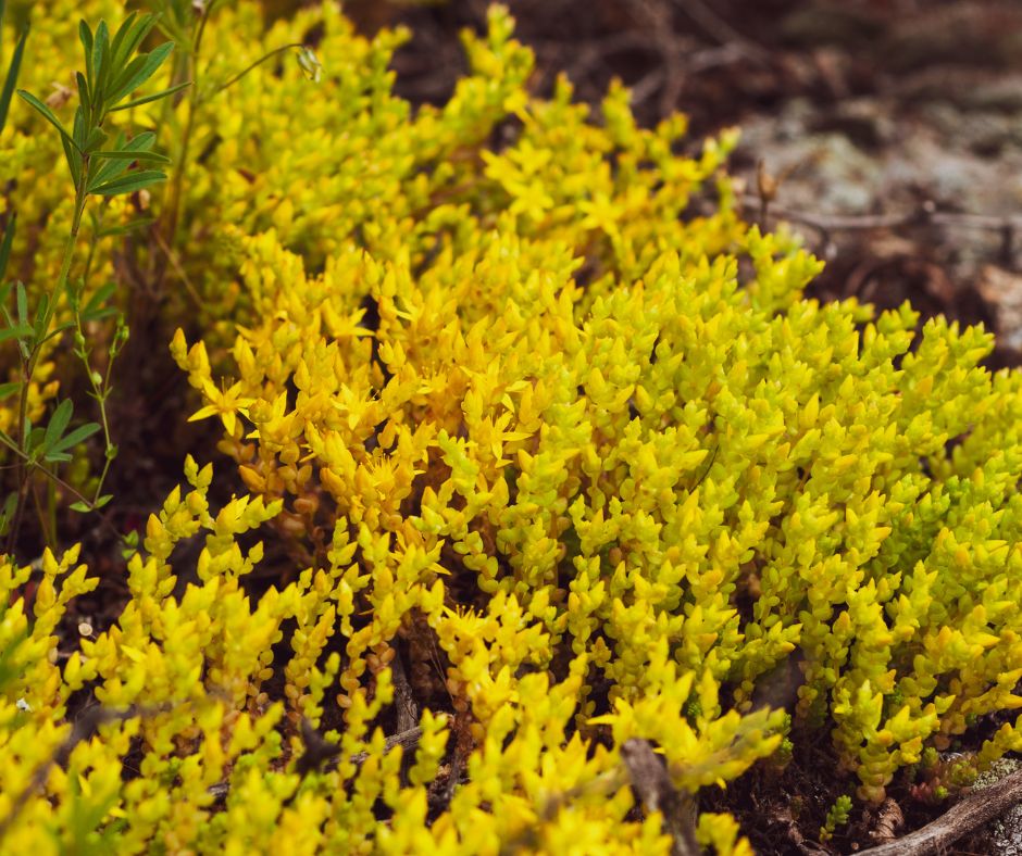 Classic yellow sedum in a sunny backyard.
