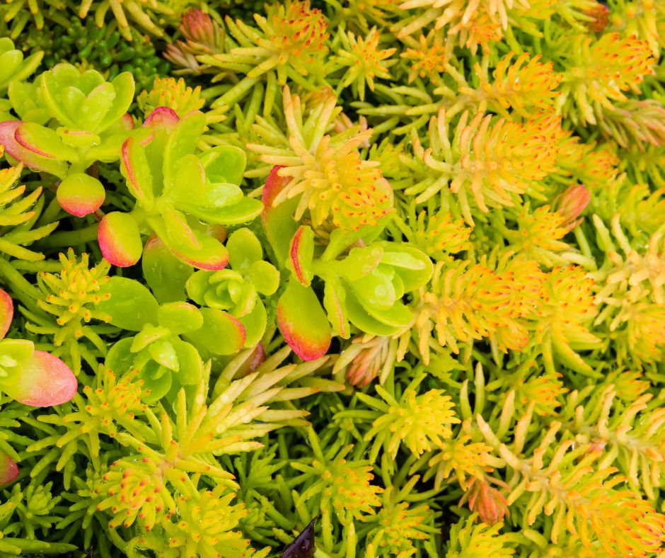 Yellow sedum mix with other succulents in a sunny ground cover.