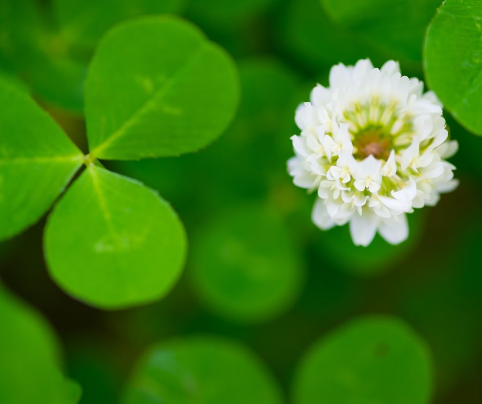 White clover flower and green leaves.