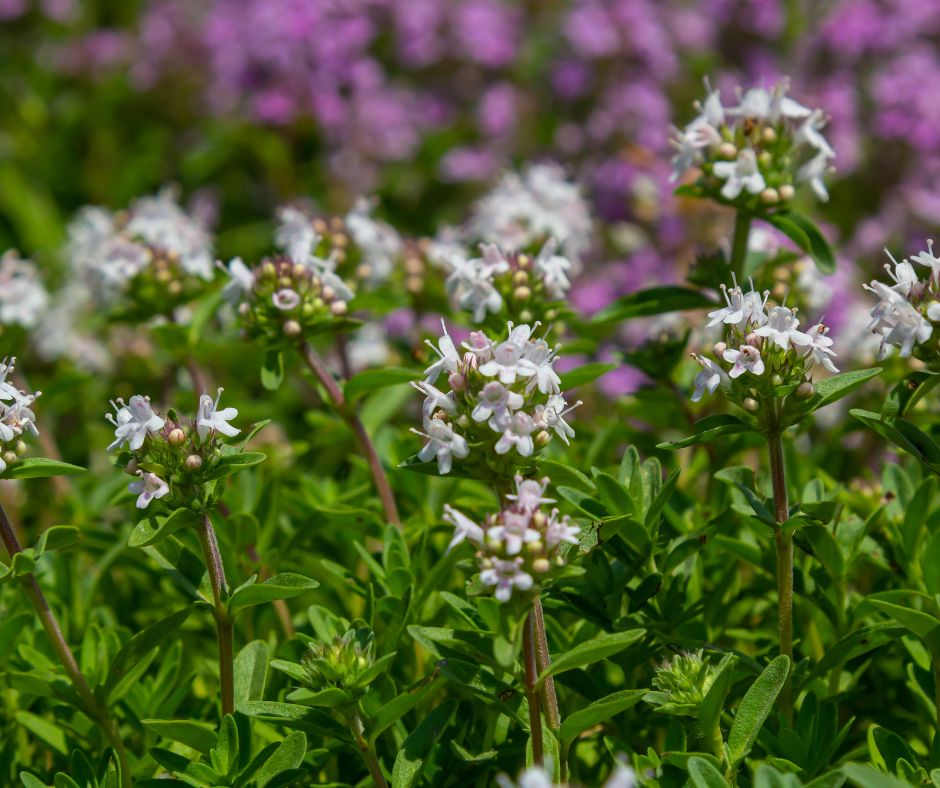Creeping thyme with white flowers.