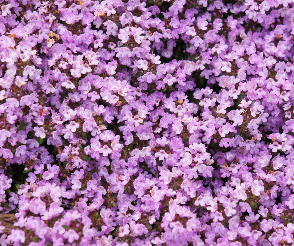 Purple flowering creeping thyme.