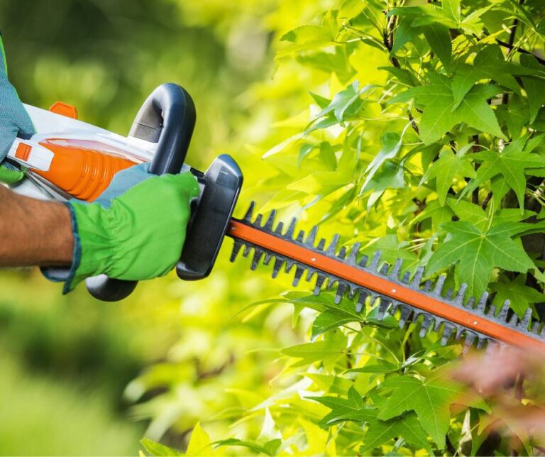 A gardener shaping a privacy hedge with an electric hedge trimmer.