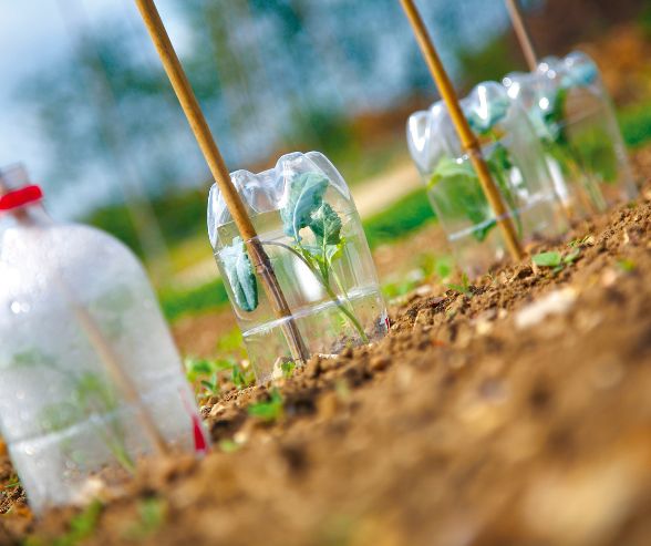 Small water bottles being used as garden cloches.