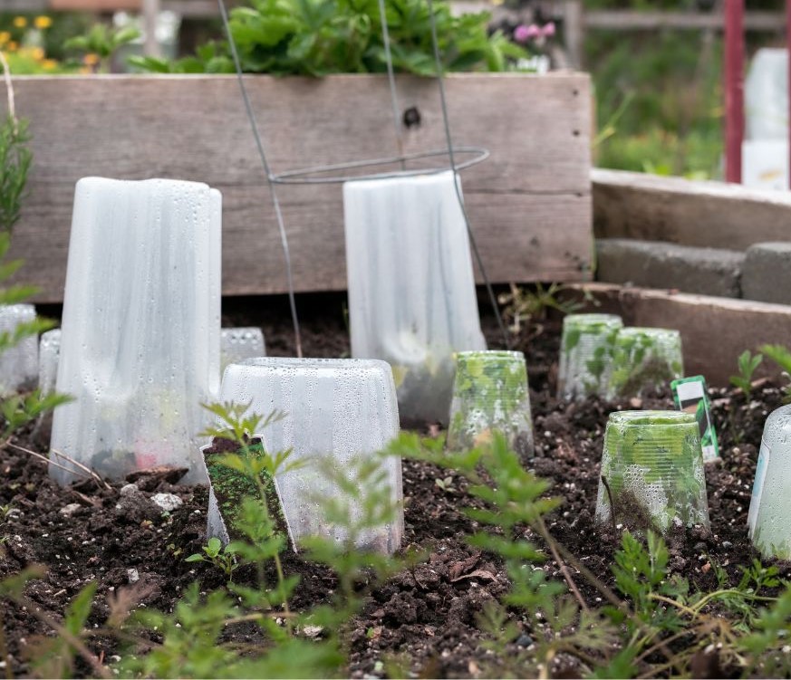 A variety of plastic containers being reused as garden cloches.