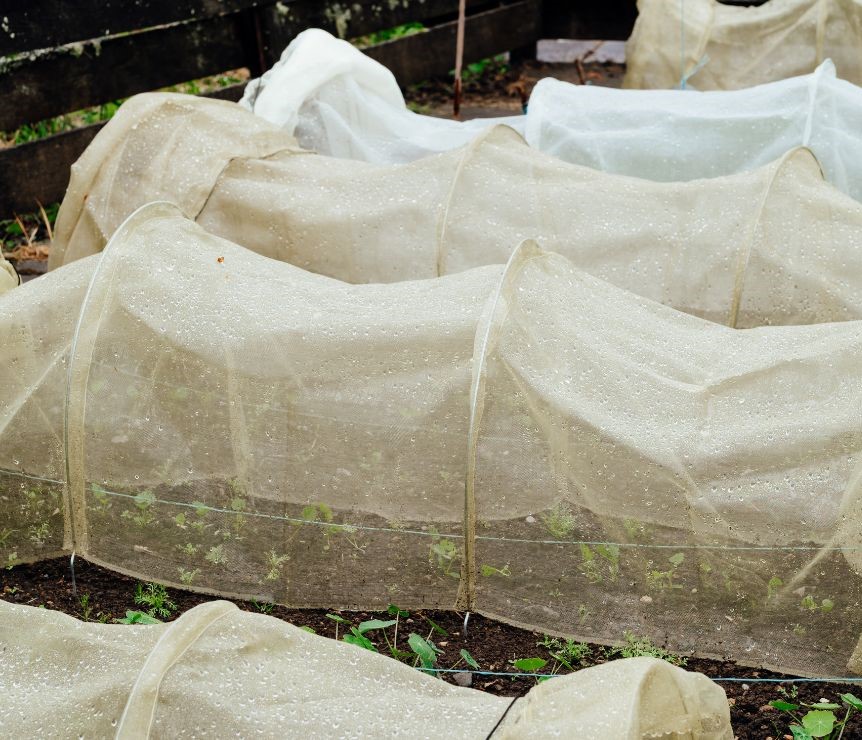 Four garden row cloches in late fall.