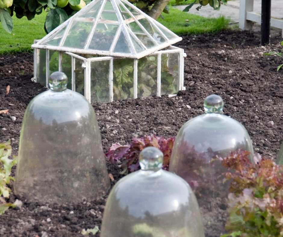 An assortment of classic garden cloches protecting individual plants in early spring.