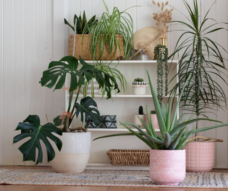 An grouping of houseplants for different sizes and colors in a variety of pots on the floor as well as shelves.