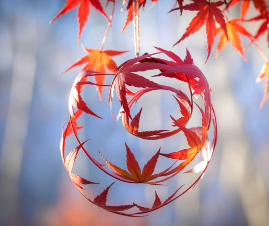 An ornament made of red preserved autumn leaves shaped into a spiral.