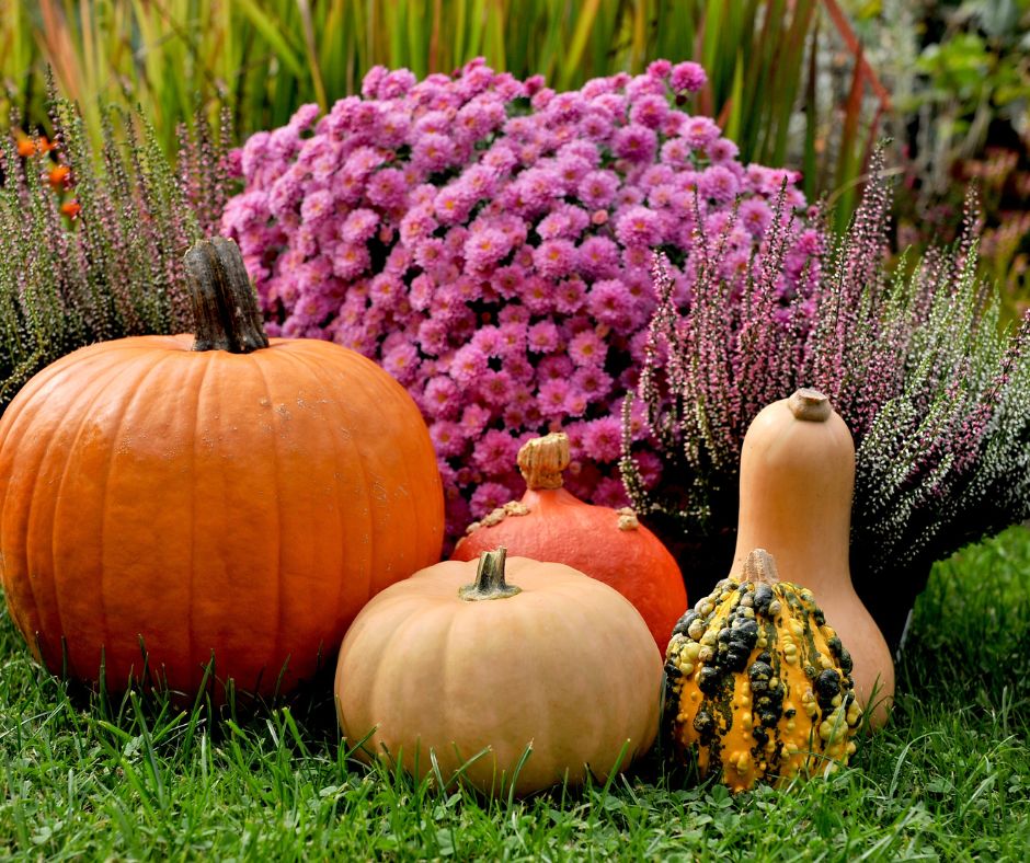 A large orange pumpkin, purple mums, small gourds, and a tan butternut squash being used as fall decor.