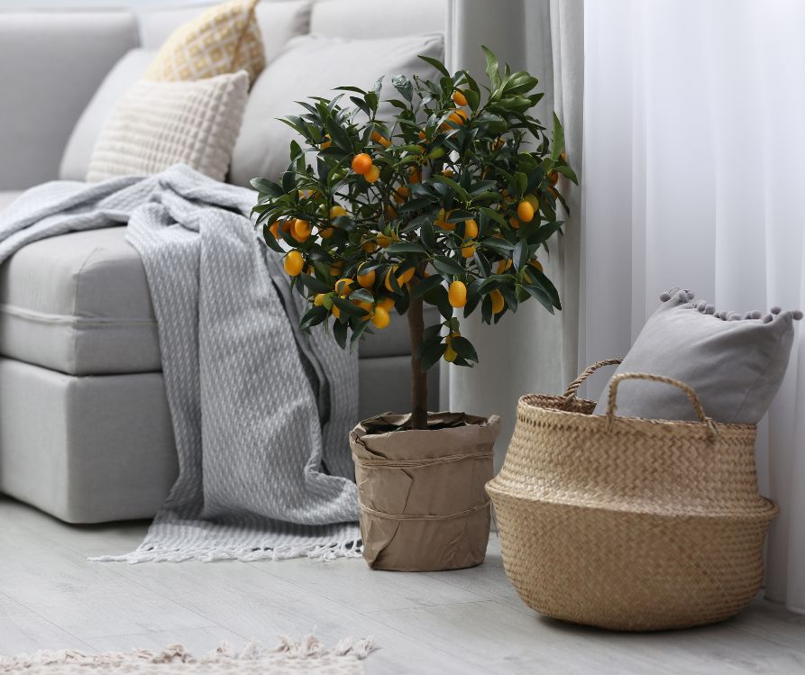 Potted kumquat tree on floor in living room next a couch.