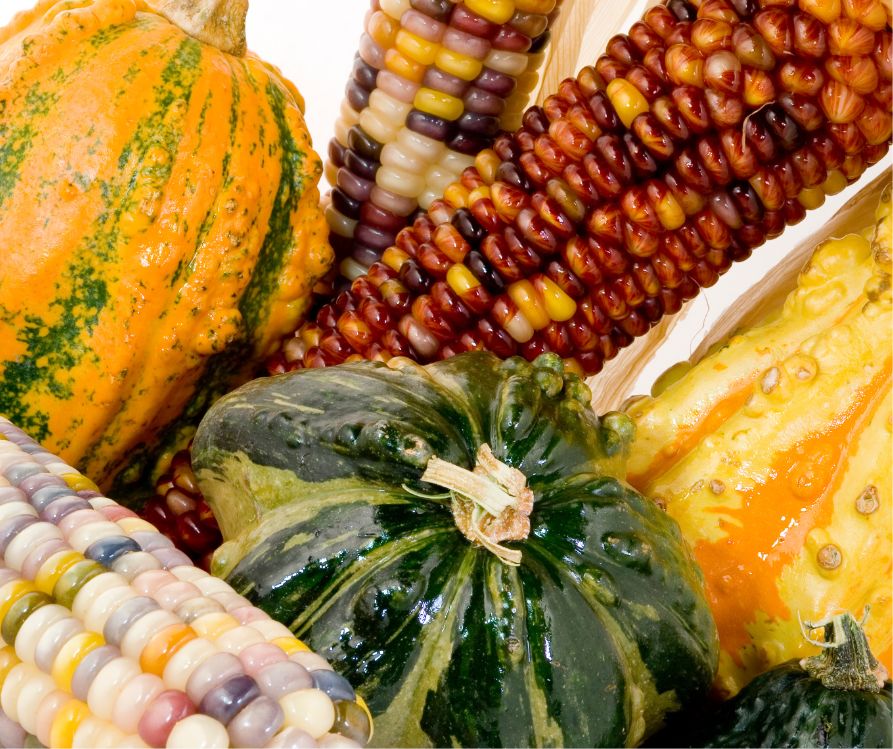 Bright multicolored corn and gourds.