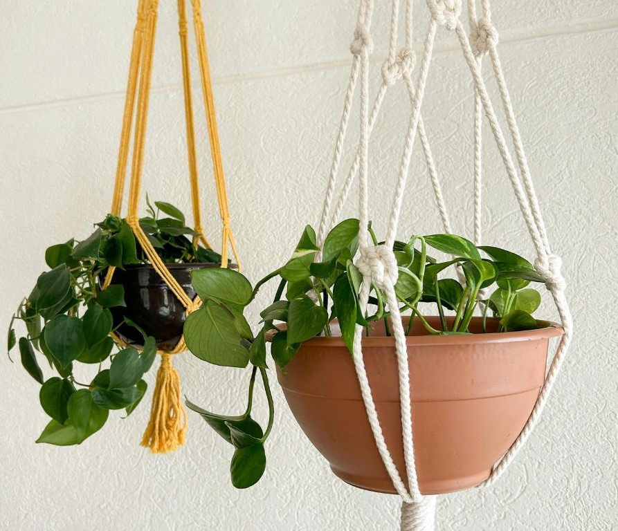 Two trailing houseplants in hanging pots. One made of white cord the second yellow cord.