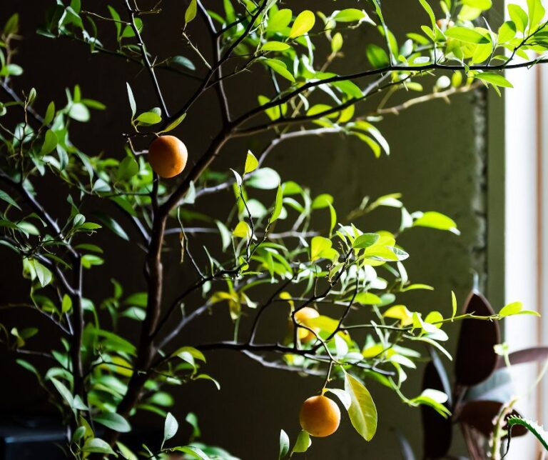 Calamondin plant with citrus and leaves next to a window house in winter with orange fruit.