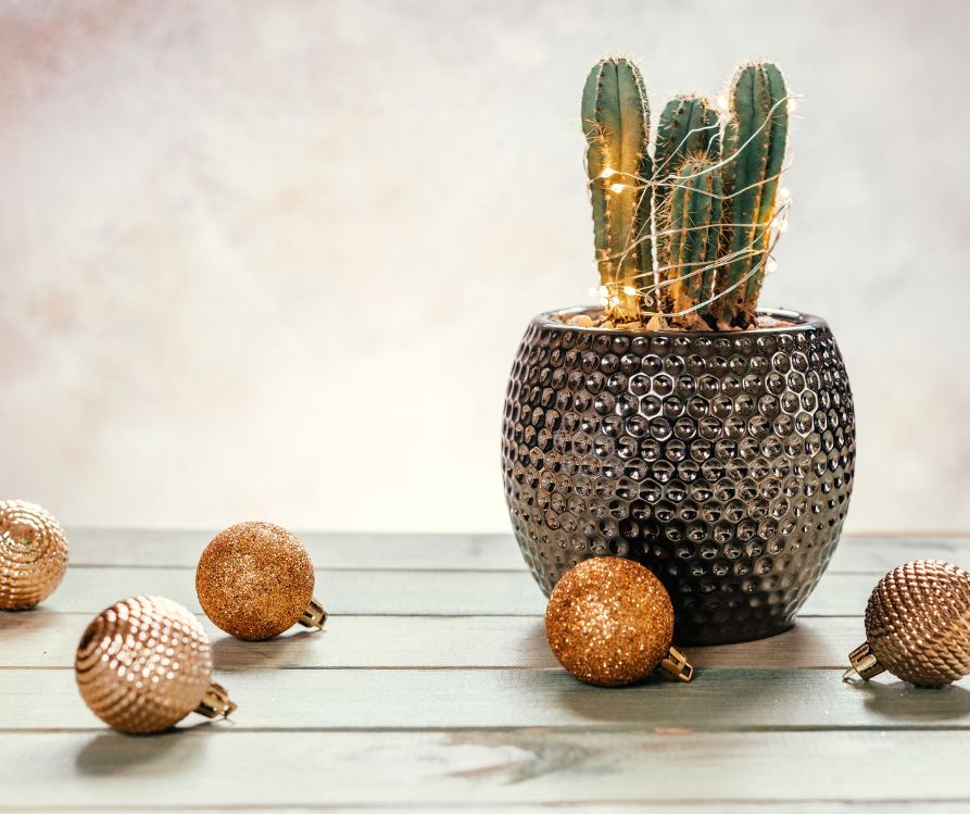 A potted cactus surrounded by Christmas ornaments and sting lights.