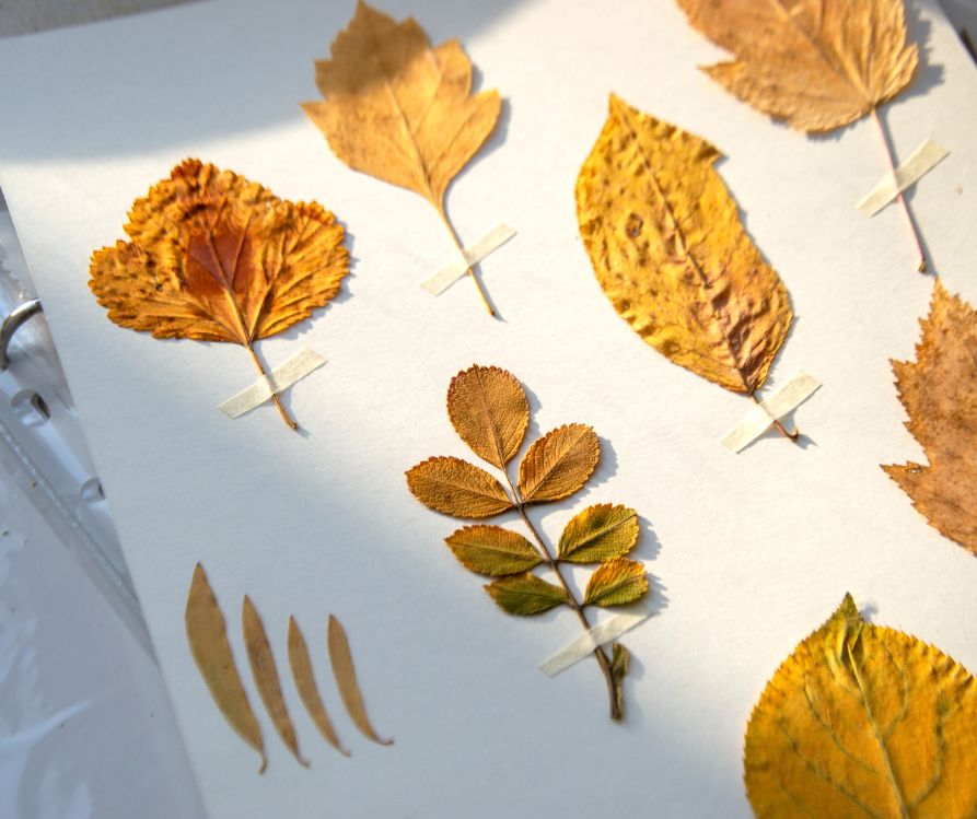 Yellow autumn leaves from different tree species preserved on paper.