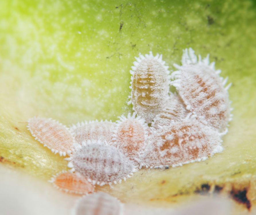 A cluster of white mealybugs on a leaf.