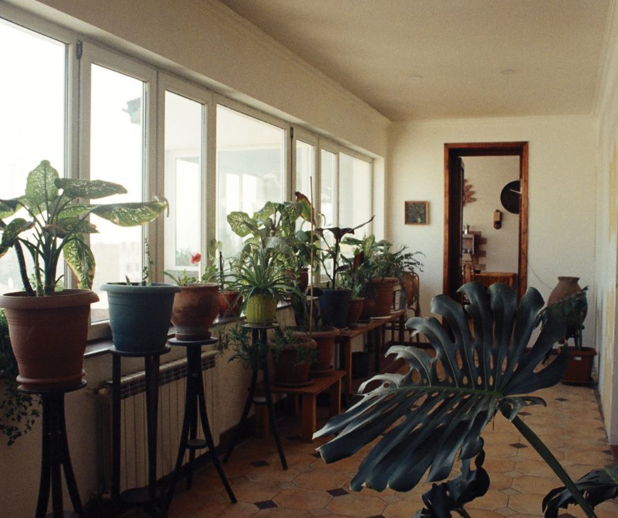 Houseplants positioned in front of sunny windows.
