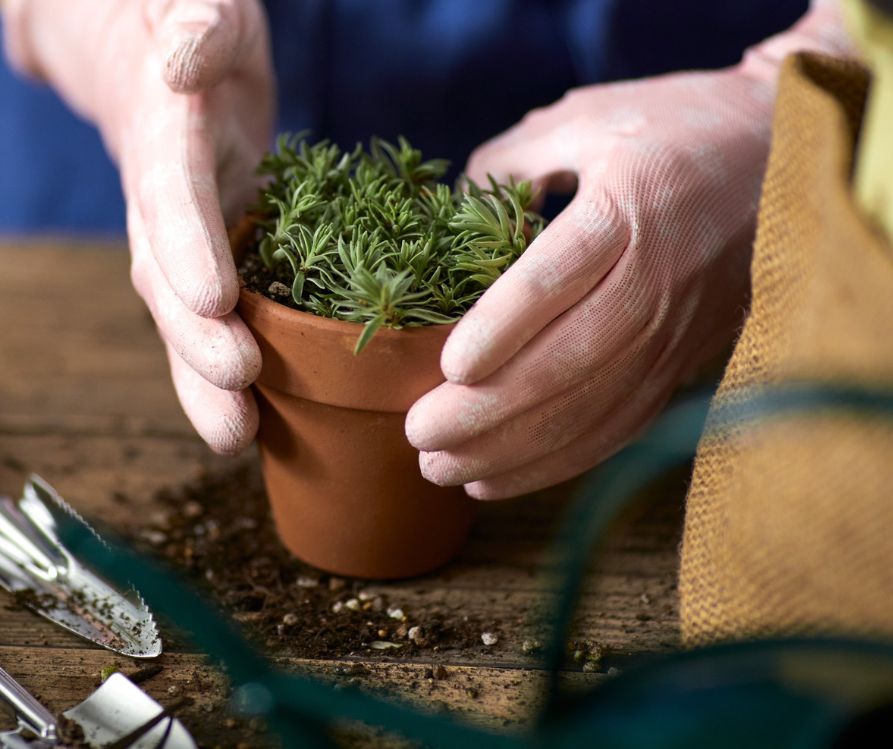 A gardener potting up a small herb plant.
