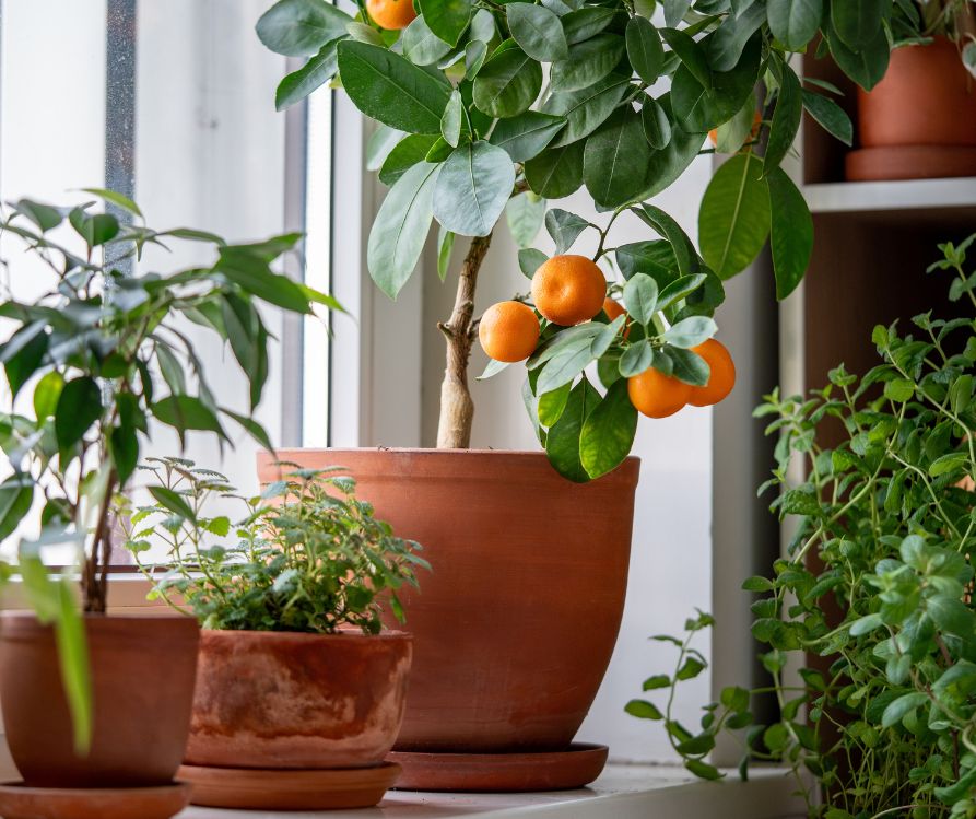 Tangerine tree with fruits in terracotta pot on windowsill at home. Calamondin citrus and houseplants, mint herb, lemon balm.