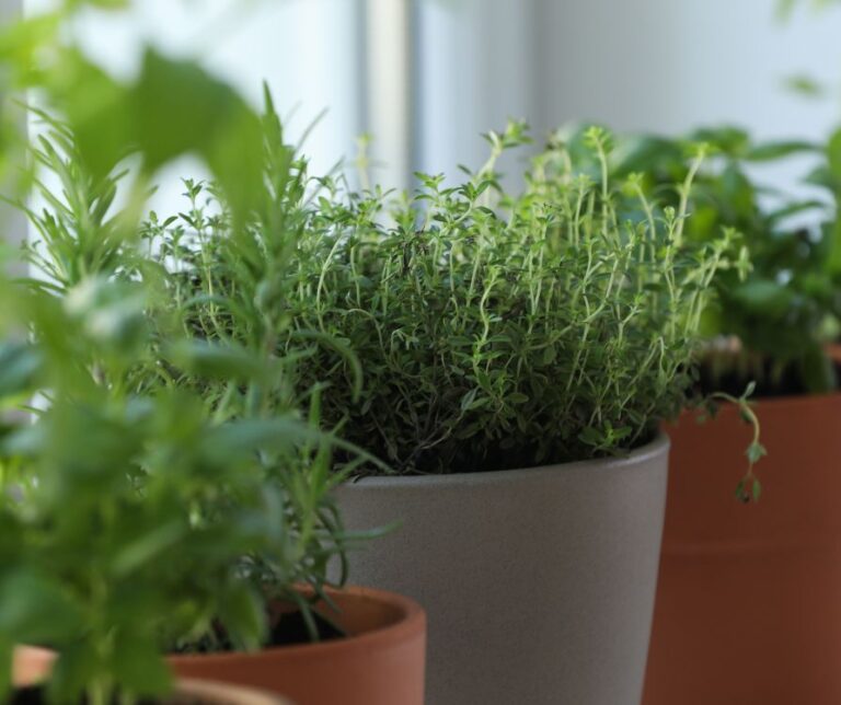 Indoor herb garden in terra cotta pots.