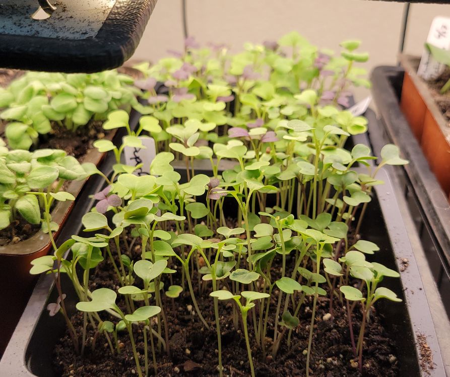 A cell of seedlings that need to be thinned out.