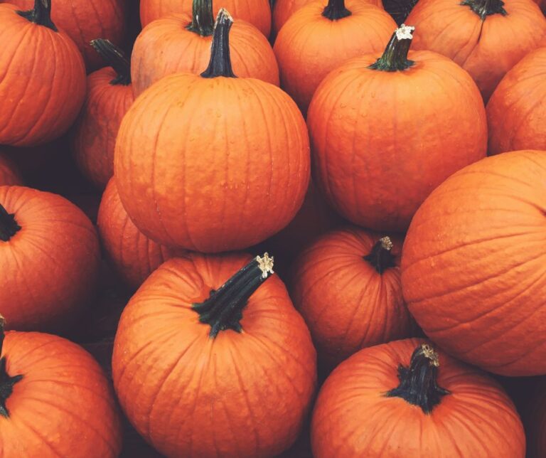 A pile of small orange pumpkins.