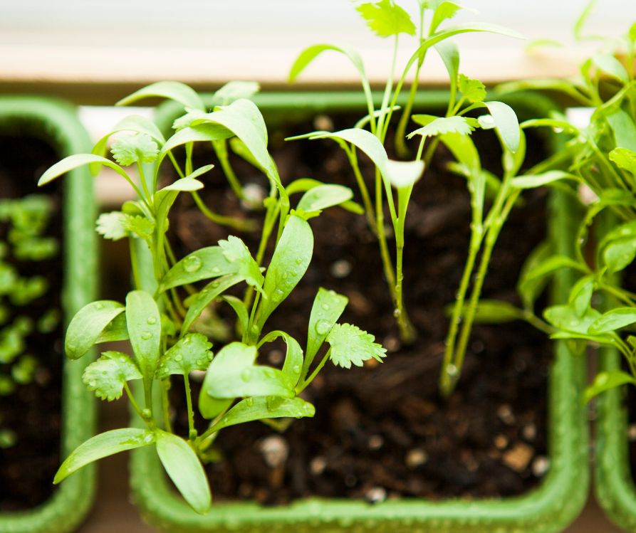 Green plastic pots of cilantro seedlings.